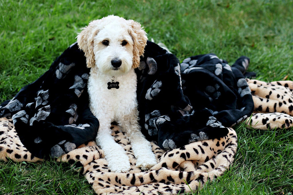 Paw Fect Plush Blanket Minky Couture