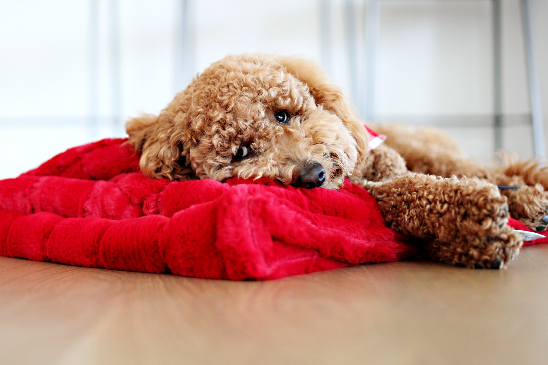 Dog sleeping hotsell under covers