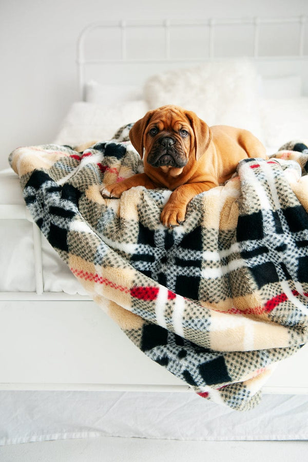 How to Build a Comfortable Dog Bed with a Cozy Blanket